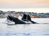 Humpback Whales 